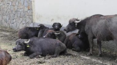 Evcil Su Bufalosu Sürüsü Çiftlikte Yatıyordu