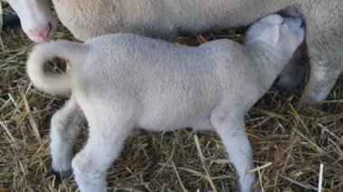 Yenidoğan Kuzu Emici Koyun Çiftliğinde Pen 'de Koyun