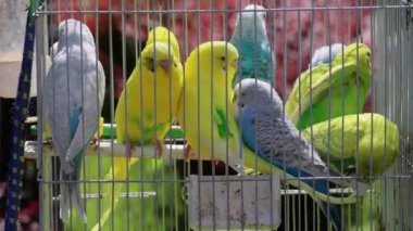 Renkli Papağanlar Kablo Kafesi Hayvan Dükkanında Kuşlar