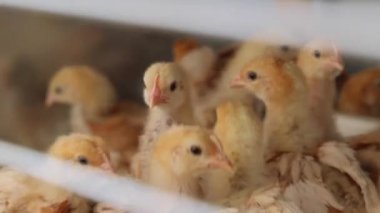 Kümes Hayvanları Çiftliğinde Yeni Doğmuş Yavru Yavrular Yaklaş