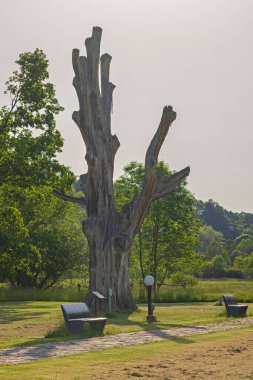 Gornji Milanovac, Sırbistan - 26 Mayıs 2022: Takovo Anıt Parkı 'ndaki Eski Meşe Ağacının Tarihi Tarihi Tarihi Kalıntıları.