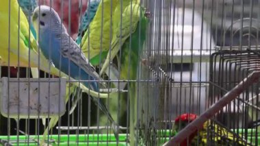 Cage at Street Market Pet Shop 'ta Renkli Papağanlar Kuşlar