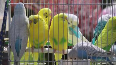 Renkli Papağanlar Kafes Evcil Hayvan Dükkanında Kuşlar
