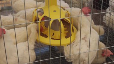 Otomatik Besleme Dağıtıcı Beyaz Tavuklar Kümes Hayvanları Çiftliğinde Kafeste