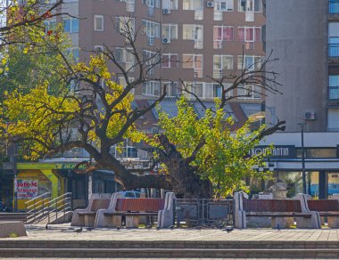 Smederevo, Sırbistan - 31 Ekim 2021: Dük Karacorce Dud 300 Yıllık Dut Ağacı Tarihi Tarihi Tarihi Simgesi Sonbahar Günü 'nde Slobode Caddesi' nde.