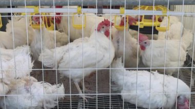 Otomatik Su ve Besleme Dağıtıcı Tavuk Kümes Hayvanları Çiftliğinde Tavuklar