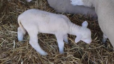 Hayvan Çiftliğinde Yeni Doğmuş Koyun Koyunuyla Pen 'de