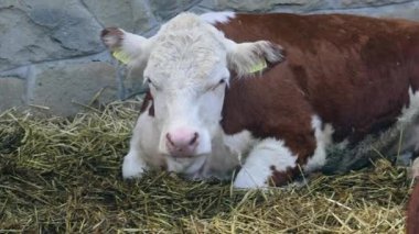 Kahverengi ve Beyaz İnekler Çiftlik Tavasında Yatıyor