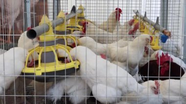 Beyaz Tavuklar Kümes Hayvanları Çiftliğinde Otomatik Su ve Besleme Cihazıyla