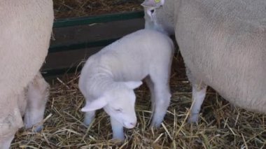 Yenidoğan Kuzu Emici Koyun Çiftliğinde Pen 'de Koyun
