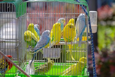 Birçok Renkli Papağan Kablo Kafesi Hayvan Dükkanında Kuşlar