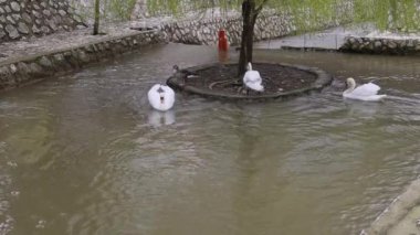 Küçük adalı su birikintisinde birkaç beyaz kuğu ve ördek kuşu