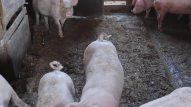 Sty Small Çiftlik Tavasında Kirli Domuz Sürüsü