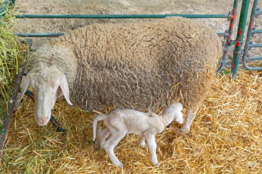 Koyun Çiftliğinde Küçük Yeni Doğmuş Kuzu Ewe