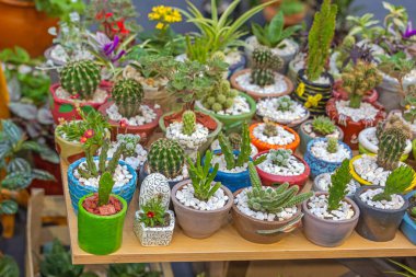 Taşlı Dekoratif Saksılarda Küçük Kaktüs Bitkileri Koleksiyonu