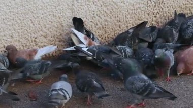 Sokak Panoramasında Beslenen Güvercin ve Güvercin Sürüsü