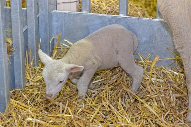 Hayvan Çiftliğinde Küçük Yenidoğan Kuzusu