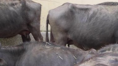 Herd of Domestic Water Buffalo at Animal Farm Livestock pan