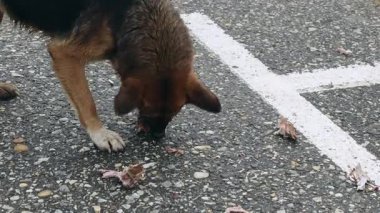 Park alanında Büyük Başıboş Köpek Kemikleri Çiğniyor