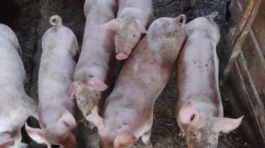 Sty Evcil Çiftliğinde Kirli Domuz Sürüsü