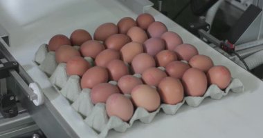Konveyör Kemerli Gıda Üretiminde, Karton 'da Taze Yumurta Kodlama Tarihi