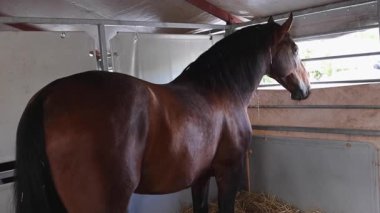 Çiftlikteki Büyük Kahverengi Yarış Atı