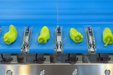 Mavi Taşıyıcı Kuşak Gıda Üretim Makinesinde Yeşil Biberler