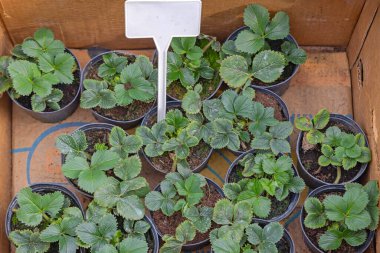 Bahçe Merkezi 'nde bir sürü saksıda çilek yetiştirildi.