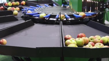 Otomatik Makine Elektronik Ağırlık Sıralama İşlem Elmaları Meyve Çiftliği Ekipmanı