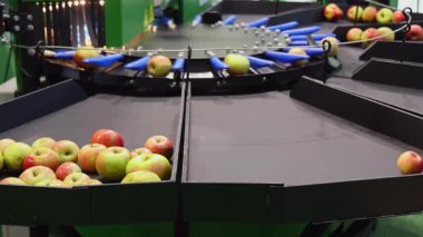 Meyve Elmaları Elektronik Ağırlık Sınıflandırma Makinesi Çiftliği