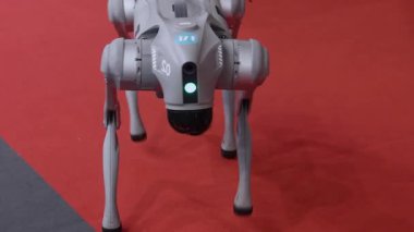 Özerk Robotik Evcil Köpeği Kendi Testinde Hareket Etmeyi Öğreniyor