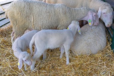 Hayvan çiftliğinde koyun ağılında yeni doğmuş kuzular.