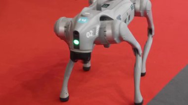 Belgrad, Sırbistan - 22 Mayıs 2025: Özerk Evcil Köpek Robotu Kendi Yapay Zekasıyla Nasıl Harekete Geçeceğini Öğreniyor.