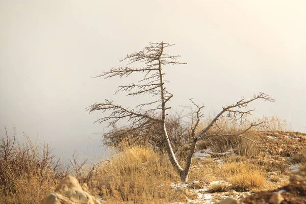 Naked Sad Tree Standing Alone Cold Winter — Stock Photo, Image