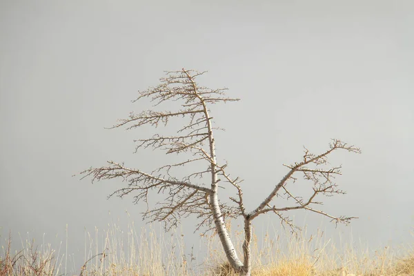 Голое Грустное Дерево Стоящее Одиночестве Холоде Зимы — стоковое фото