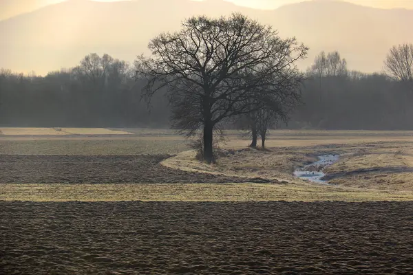 Дерево Ручья Холодное Утро Словении — стоковое фото