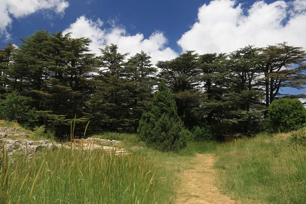 Таннурінський Кедровий Лісовий Заповідник Лівані Яскравий День — стокове фото