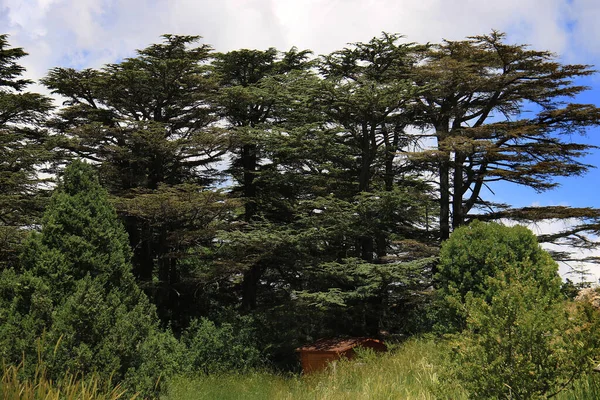 Tannourine Δάσος Κέδρου Αποθεματικό Στο Λίβανο Μια Φωτεινή Ημέρα — Φωτογραφία Αρχείου