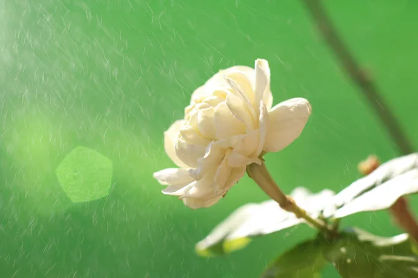 Великий Герцог Тосканы Ароматный Жасминовый Цветок Капельками Воды Брызгающими Лепестки — стоковое фото