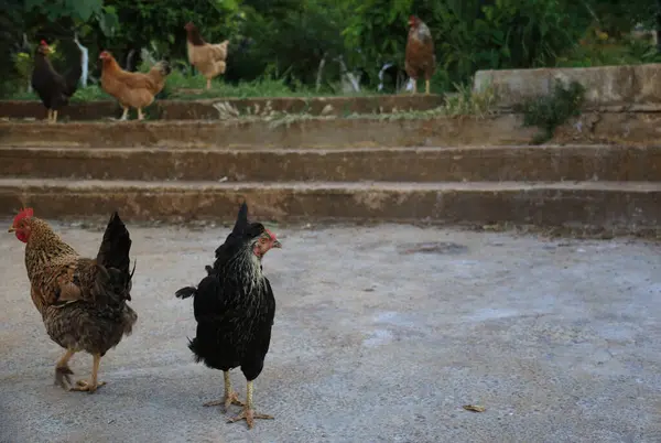Κοτόπουλα Και Κόκορες Περπατούν Ελεύθερα Γύρω Από Έναν Κήπο — Φωτογραφία Αρχείου