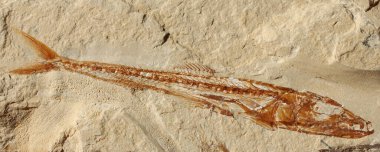 Üst Cretaceous döneminden Euripholis Pictet adında bir balık fosili..
