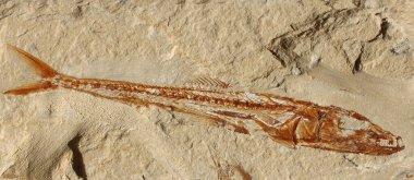 Üst Cretaceous döneminden Euripholis Pictet adında bir balık fosili..