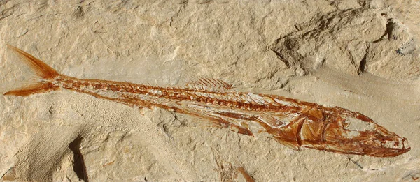 Ein Fischfossil Euripholis Pictet Aus Der Oberen Kreidezeit — Stockfoto