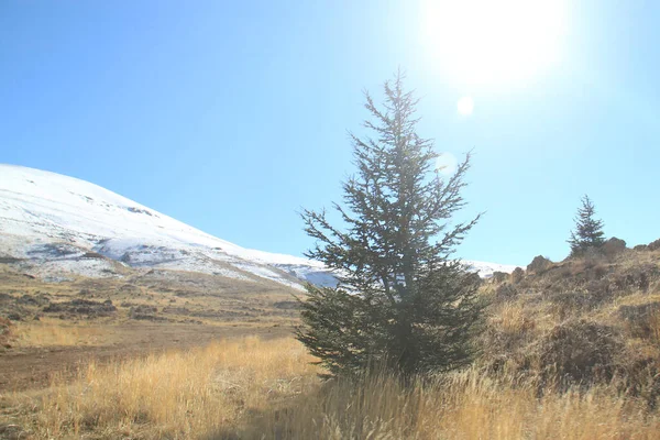A young cedar of Lebanon cedar on a sunny winter day.