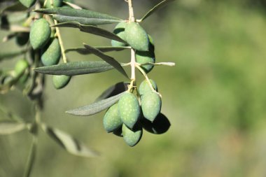 Zeytin dalında, taze yeşil zeytin..