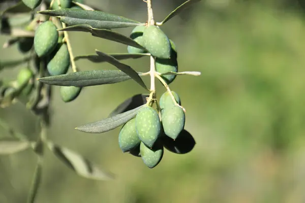Frische Grüne Oliven Auf Dem Zweig Eines Olivenbaums Stockfoto