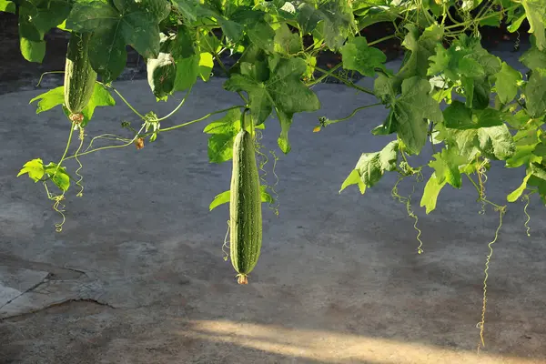 Sarmaşıklarından sarkan iki banyo süngeri..