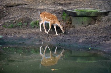 Gölün kenarında yürüyen bir dişi geyik..