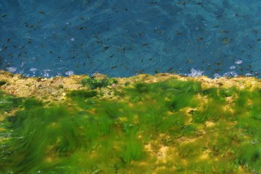 Deniz kıyısında yosunlarla kaplı bir kaya ve yakınlarda bir balık sürüsü..