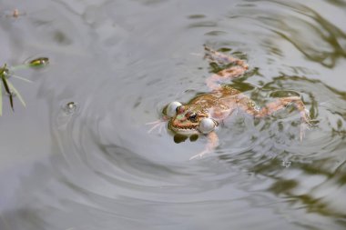 Güneşli bir günde gölette yüzen bir kurbağa..